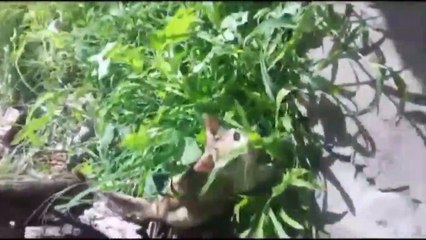 O Gatinho Capão e suas Peripécias