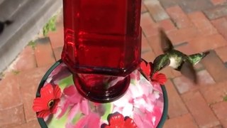 Small Hummingbird, Extra Large Appetite!