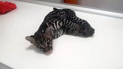 ext-felino-rescate-151021