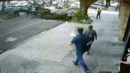 Flagrante: árvore cai em cima de motociclista em Maringá