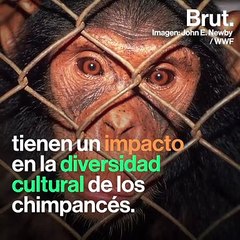 Los chimpancés están perdiendo su diversidad cultural