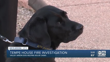 Valley arson dog helping with Tempe house fire investigation
