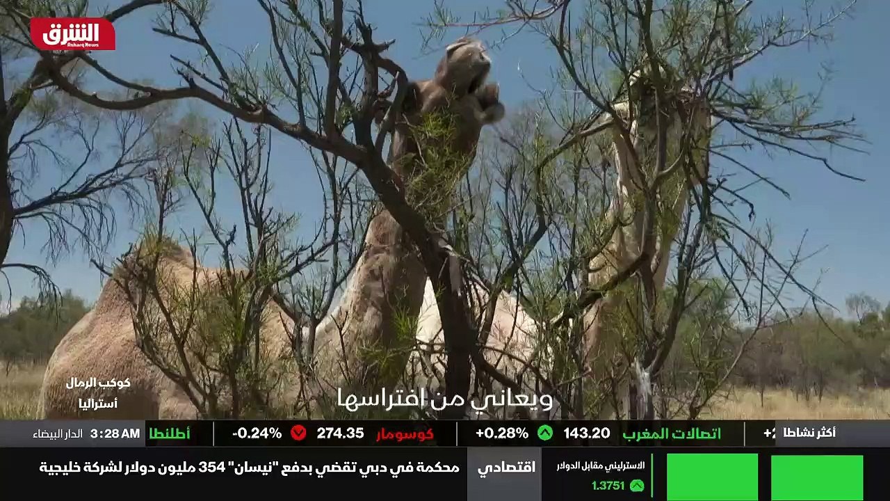 ...المنطقة ....
