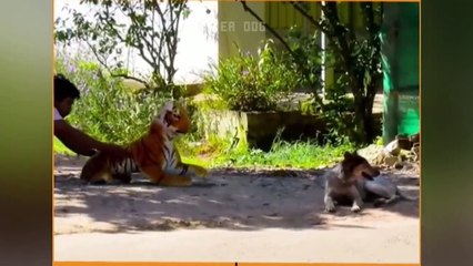 Funny Cat Reaction Videos - Try Not To Laugh- Super Dog