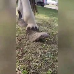 Horse getting custom shoes