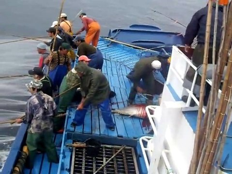 Mal amanhado Pesca do Atum