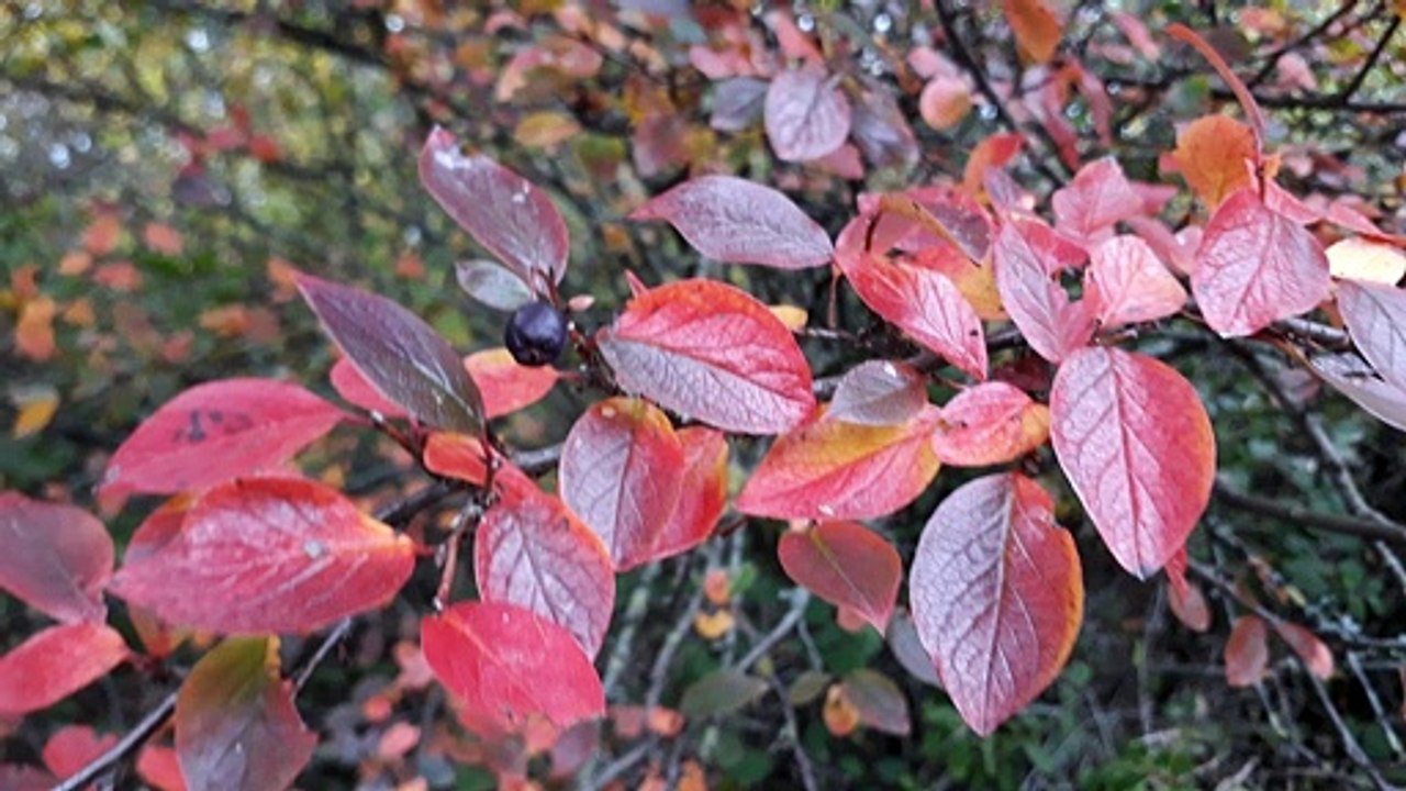 Herbst am Fuße des Wuhletalwächters