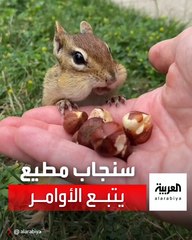 يطيعها ولايرفض لها طلبا.. سنجاب صغير يدعى تشارلي يبني علاقة صداقة مع فتاة أميركية