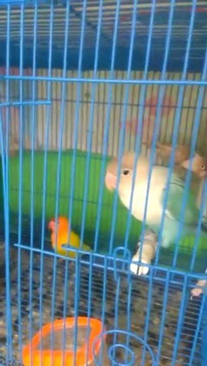 Burung bernyanyi