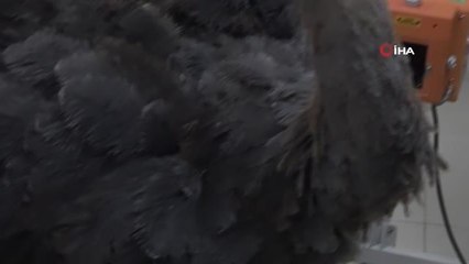 Deve kuşu midesinden bıçak, çivi, çakmak, plastik boru ve çeşitli yabancı cisimler çıkarıldı