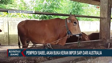 Pemprov Kepulauan Bangka Belitung Akan Buka Keran Impor Sapi dari Australia