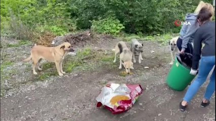 Son dakika haber | ABD'den sel bölgesindeki hayvanları görmeye geldi