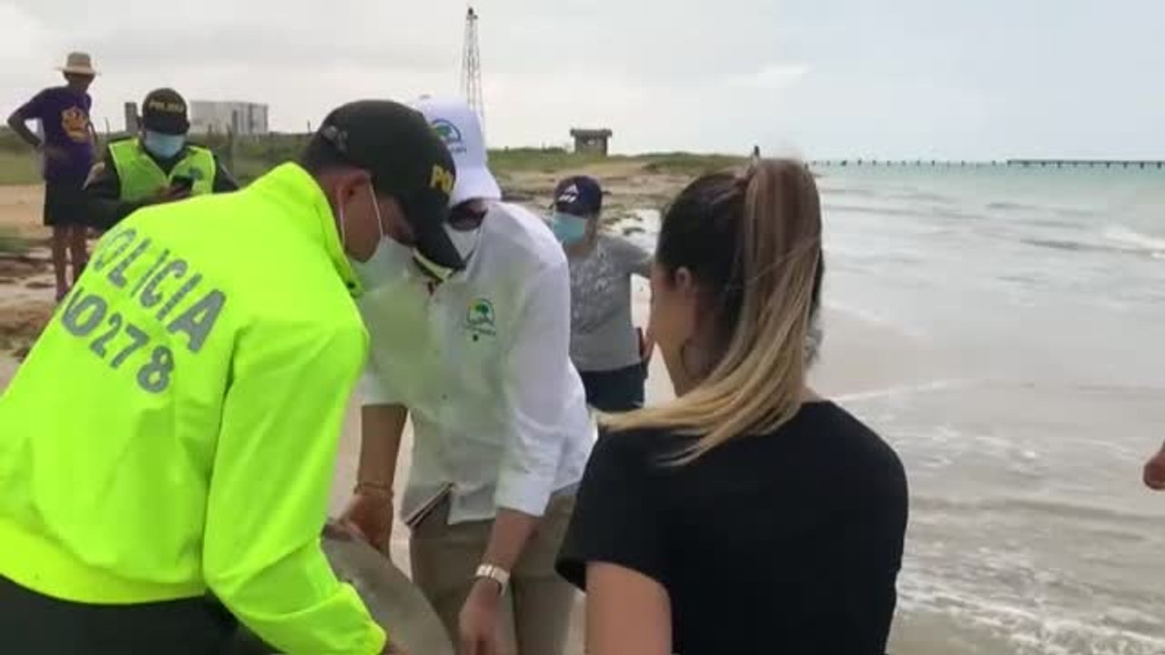 Liberadas en el mar 31 tortugas que habían sido capturadas por traficantes en Colombia