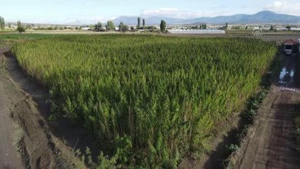 Deneme amaçlı üretilen endüstriyel kenevir verimiyle memnun etti