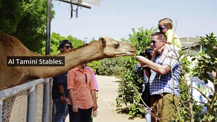 Best Animal Attractions In The UAE