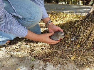 ÜNİVERSİTELİ DÜRDANE, YERDE BULUP TEDAVİ ETTİRDİĞİ ÜVEYİK YAVRUSUNU SAHİPLENDİ