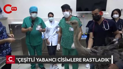 Deve kuşu midesinden bıçak, çivi, çakmak, plastik boru ve çeşitli yabancı cisimler çıkarıldı