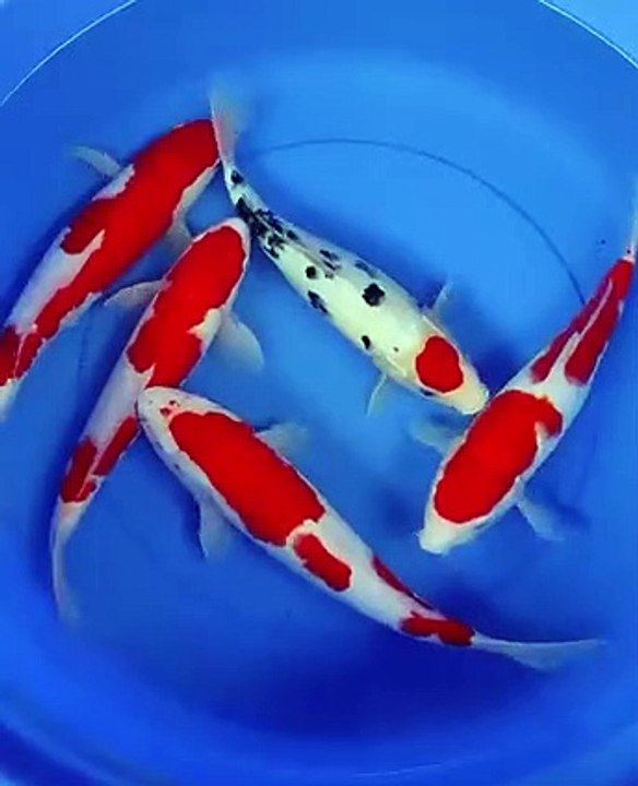 Koi