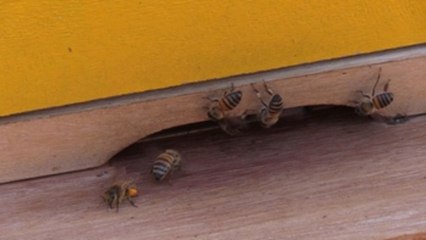 El reino de abejas "desplazadas" que ahora prospera a orillas del lago Titicaca