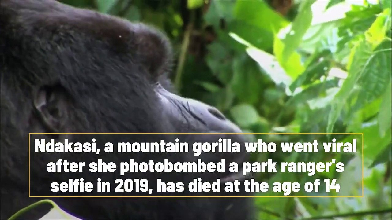 Viral photobombing mountain gorilla Ndakasi dies at the age of 14