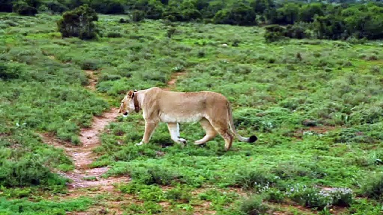 A Lion and Lioness in the Fields