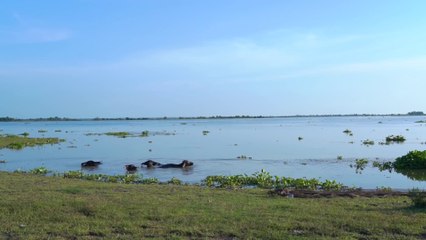 Have you aver seen this fruit in your country