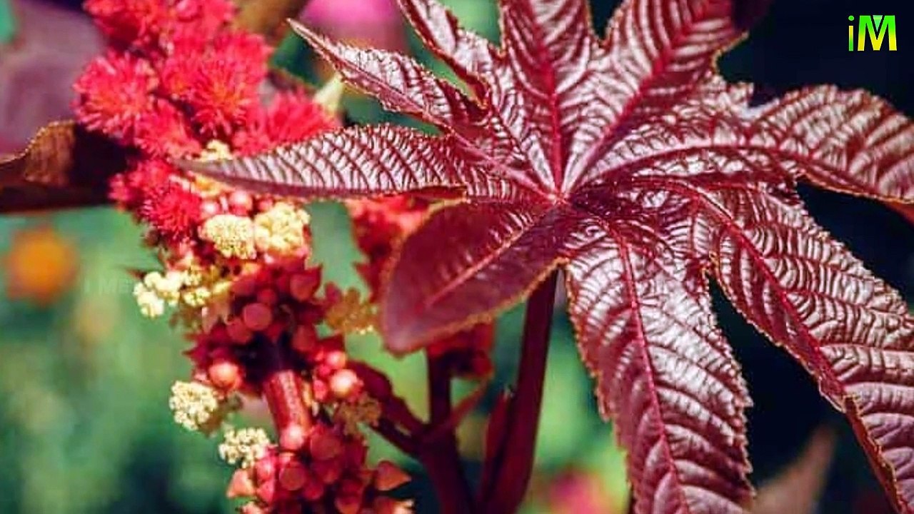 5 Poisonous Flower Plants l World's Poisonous Flower l I Memory