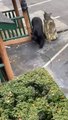 Black Bear Breaks into Car and Steals Cookies