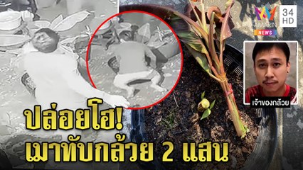 ลมจับ! หนุ่มเมาหัวทิ่มทับกล้วยแดงต้นละ 2 แสน พี่ยกโทษให้เป็นของรับขวัญหลาน | ทุบโต๊ะข่าว | 16/10/64