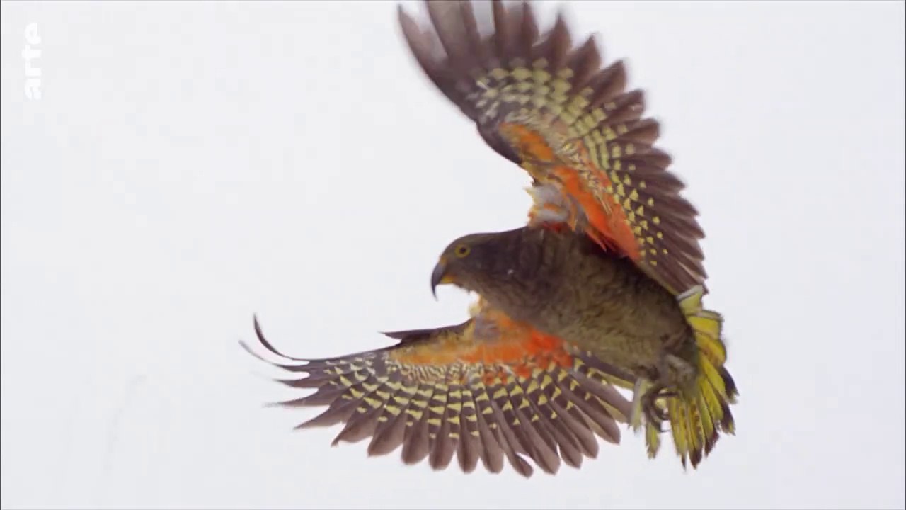 Le perroquet des neiges aux pattes d’aigle. Nestor kéa. Nestor notabilis