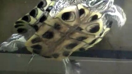 【Lamu chan】3577【ラムちゃん】