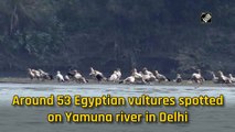 Around 53 Egyptian vultures spotted on Yamuna river in Delhi