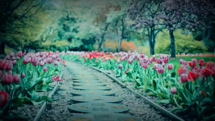 Bermain sama Ayam Jago bagian 1| Seru | Lucu | Menggemaskan | Imut | Alesha and Family |