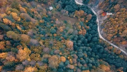 Örümcek Ormanlarında renk cümbüşü