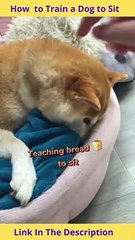 How to Train a Dog to Sit | How to Teach a Dog to Stay