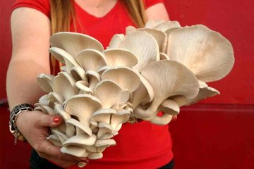 Hem sağlıklı hem de atık üretmeden yetiştiriliyor