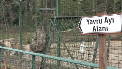 Ayı barınağının sevimli yavrusu "Turkuaz"ın gözleri özel bakımla açılacak