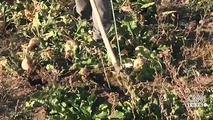 Kuraklık şeker pancarını vurdu