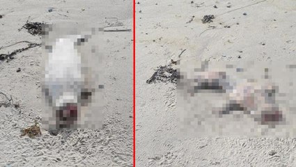 Deniz kenarında korkunç tablo! Onlarca kafası kesilmiş fok yavrusu bulundu