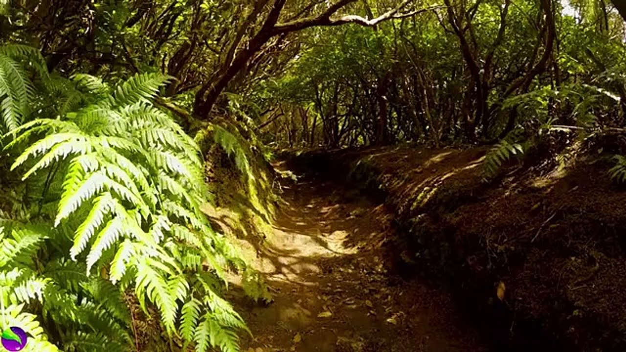 Relaxing MusicRelaxing Jungle Sound With Birds Nature Meditation  Stress Relief