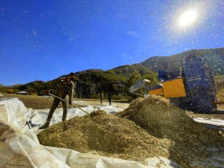 Yedisu horoz kuru fasulyesine gelen tescil üretimi artırdı