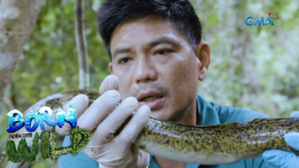 Born to be Wild: Documenting marbled freshwater eels in Cagayan
