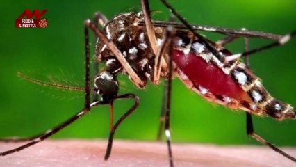 Dengue Problem: Here are the ways to prevent dengue