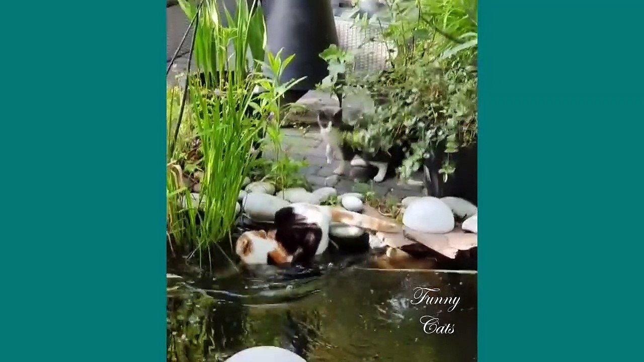 funny cat #22