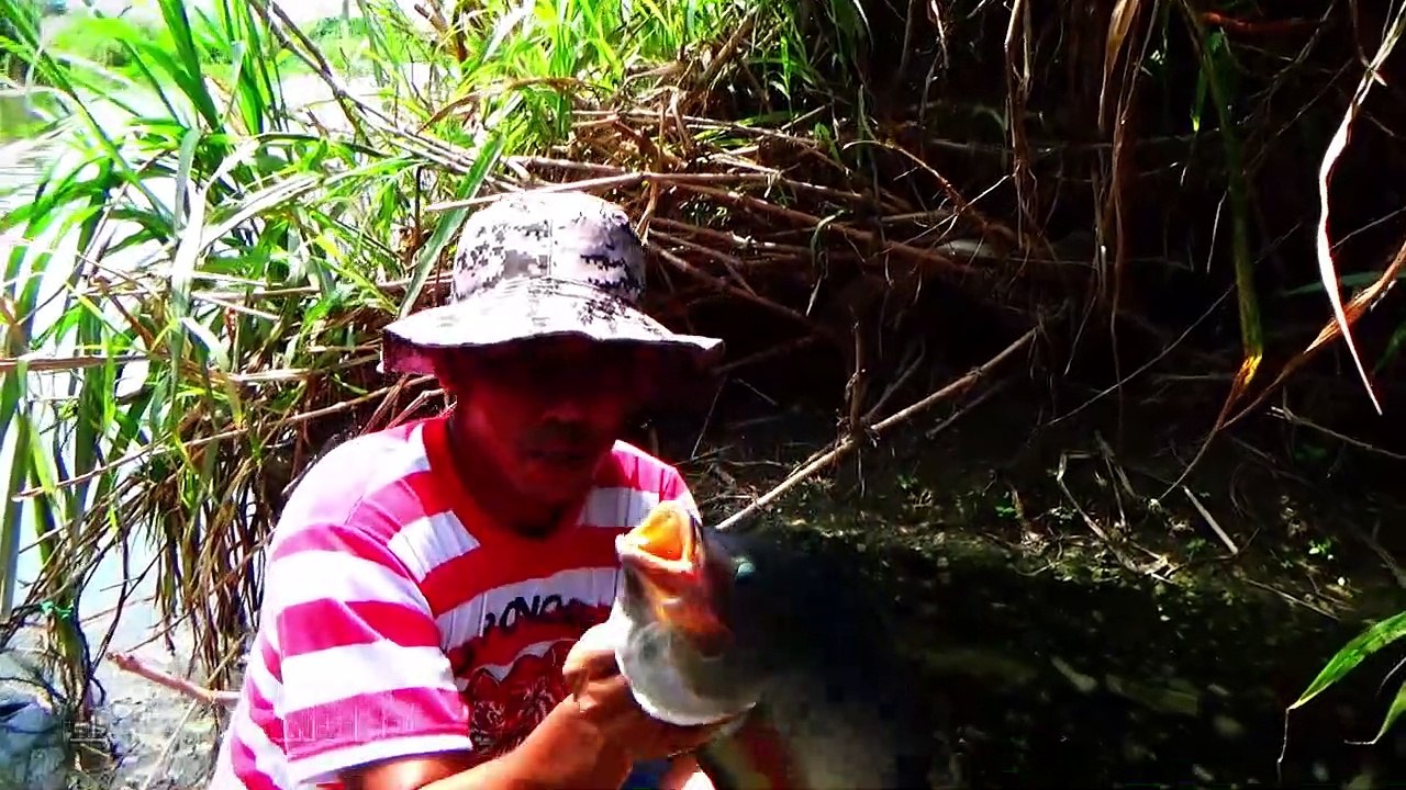 Menggunakan Umpan Ini!!!...Mancing Nila Babon Liar Di Sungai Strek Babon Semua