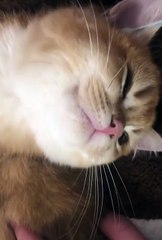 Cute cats ❤️ baby cats ❤️ cute and funny cat videos compilation #shorts  (341)