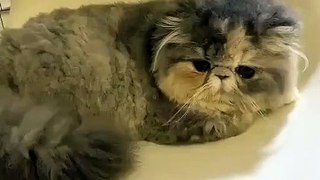 Cute cats ❤️ baby cats ❤️ cute and funny cat videos compilation #shorts  (344)