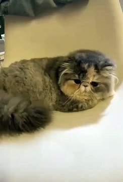 Cute cats ❤️ baby cats ❤️ cute and funny cat videos compilation #shorts (344)