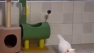 Cute cats ❤️ baby cats ❤️ cute and funny cat videos compilation #shorts  (345)