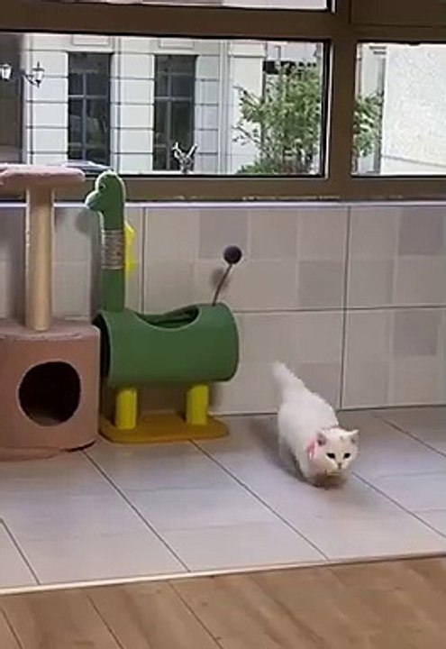 Cute cats ❤️ baby cats ❤️ cute and funny cat videos compilation #shorts  (345)